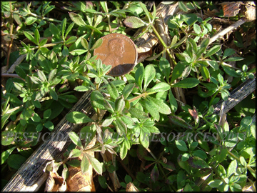 Foliage