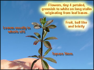 Leaves and Stem