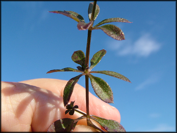 Leaves and Stem