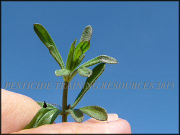 Young Foliage