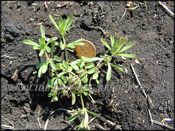 Young Plant