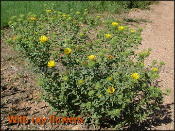 Ray-form Plant