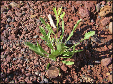 Small Plant