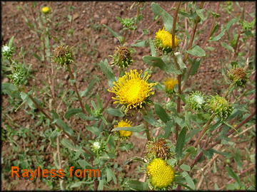 Rayless-Form Plant