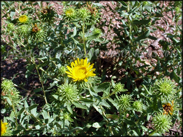 Foliage