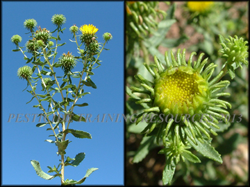 Flower Comparison