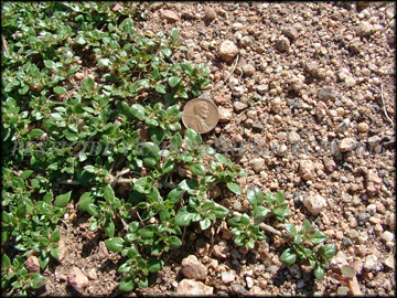 Foliage