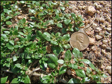 Foliage