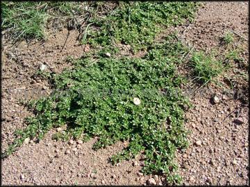 Foliage