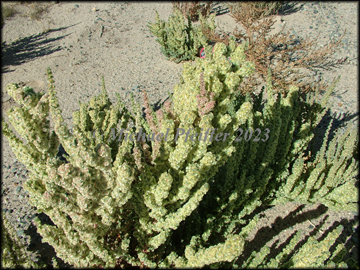 Flowering Plant