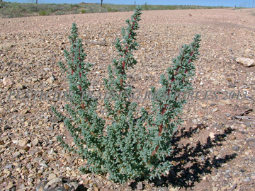 Plant