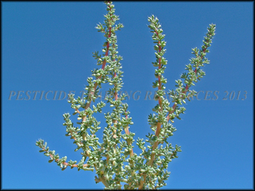 Foliage