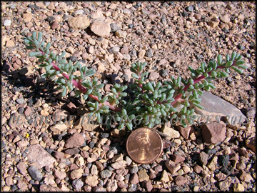 Small Plant