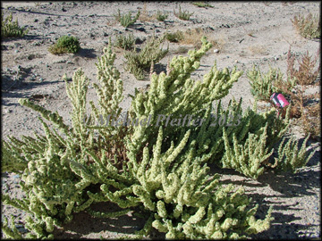 Flowering Plant