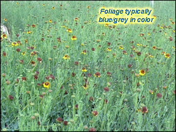 Plants Flowering