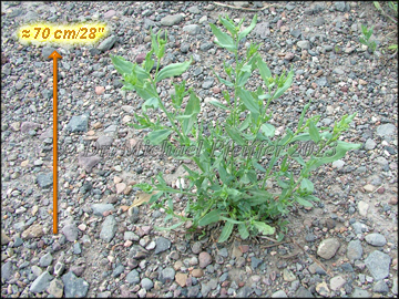 Plant