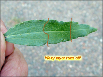 Leaf