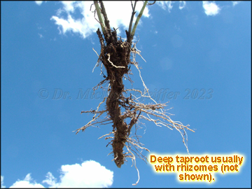 Root