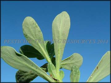 Foliage