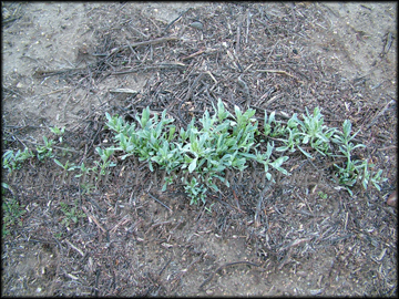 Regrowth from Roots