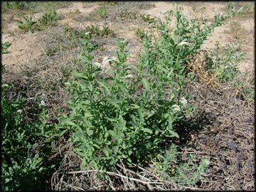Plant