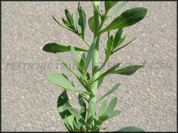 Stem