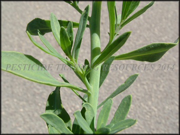 Stem