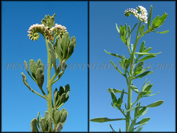 Stem and Flowers