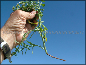 Foliage and Root