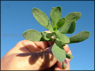 Foliage