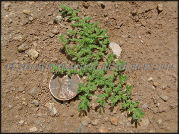 Plant