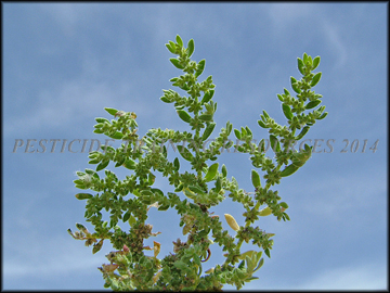 Foliage