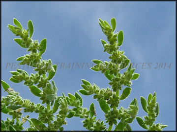 Foliage