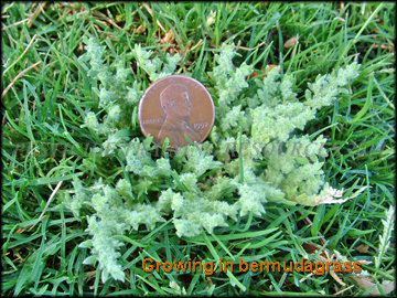 Growing in Turf