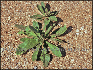 Small Plants width=