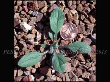 Small Plant