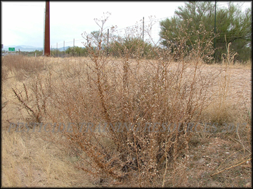 Senescent plants