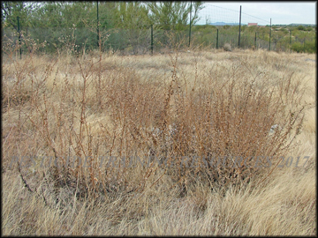 Senescent plants