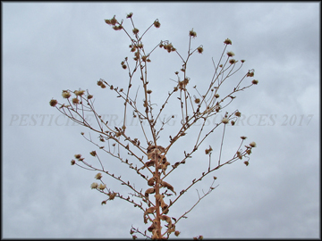 Senescent foliage