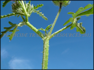 Seed Capsule