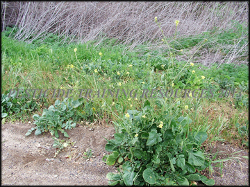 Flowering Plant