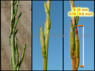 Green Pods