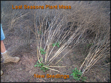 Last Seasons Growth