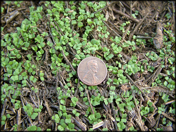 Seedlings
