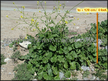 Flowering Plant