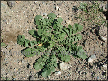 Plant