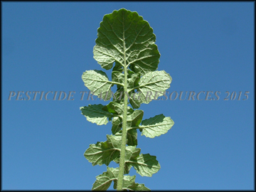 Back of Leaf
