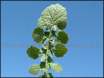 Top of Leaf