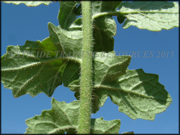 Back of Leaf