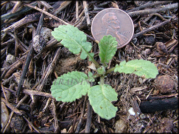 Small Plant